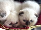 Ankarada Ziyarete Açık Scottish Fold Yavrular