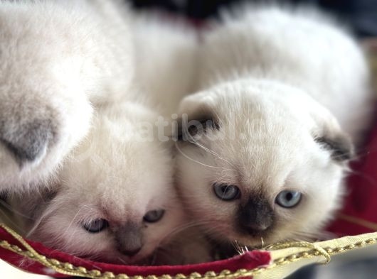 Ankarada Ziyarete Açık Scottish Fold Yavrular görsel