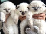 Ankarada Ziyarete Açık Scottish Fold Yavrular
