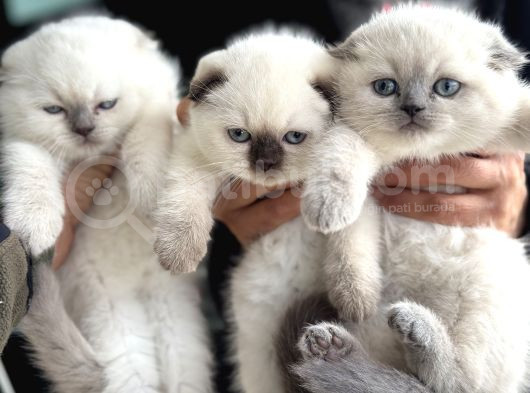 Ankarada Ziyarete Açık Scottish Fold Yavrular görsel