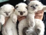Ankarada Ziyarete Açık Scottish Fold Yavrular