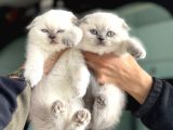 Ankarada Ziyarete Açık Scottish Fold Yavrular