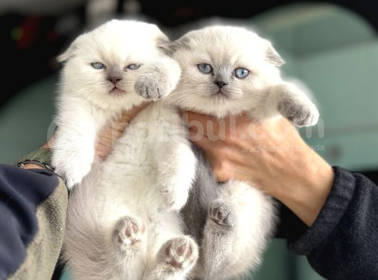 Ankarada Ziyarete Açık Scottish Fold Yavrular görsel