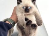 Show Kalite En Güzel British Shorthair Yavrularımız