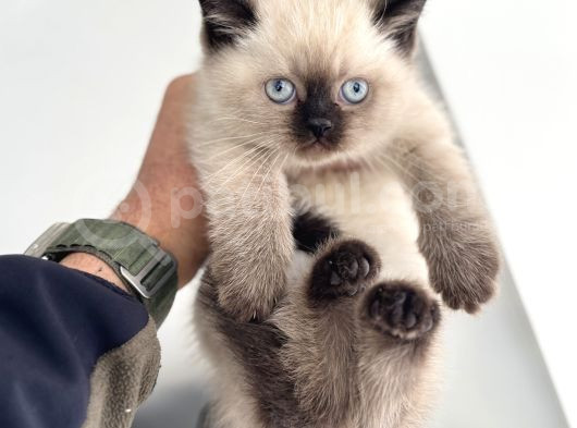 Show Kalite En Güzel British Shorthair Yavrularımız görsel