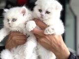 Ankarada ziyarete açık scottish fold yavrular