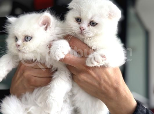 Ankarada Ziyarete Açık Scottish Fold Yavrular