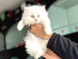 Show Kalite En Güzel British Shorthair Yavrularımız