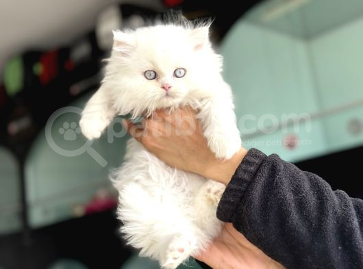 Show Kalite En Güzel British Shorthair Yavrularımız görsel
