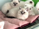 Show kalite en güzel british shorthair yavrularımız