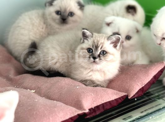 Show Kalite En Güzel British Shorthair Yavrularımız