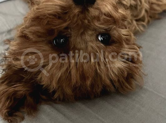 Kore Toy Poddle 6 Aylık görsel