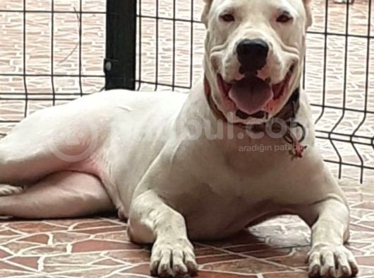 Üst Kalite Dogo Arjantin Yavrularımız İstanbul görsel