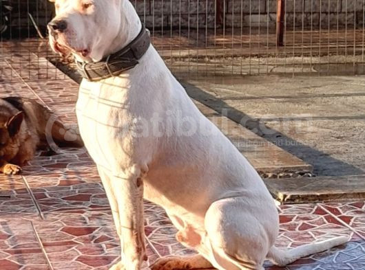 Üst Kalite Dogo Arjantin Yavrularımız İstanbul görsel