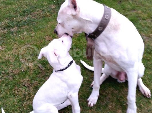 Üst Kalite Dogo Arjantin Yavrularımız İstanbul görsel