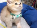 Biritiş Shorthair Golden