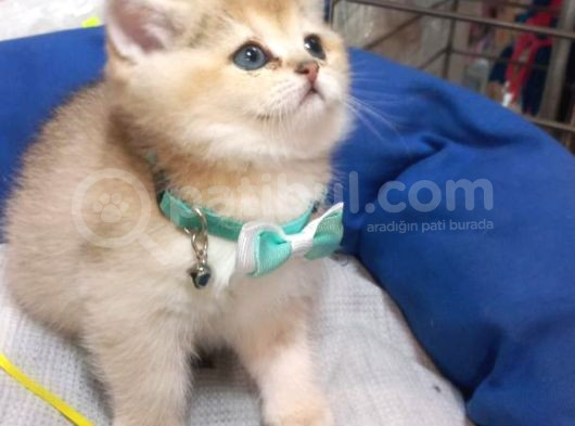 Biritiş Shorthair Golden görsel