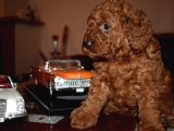 Yeni Yıla Özel İndi̇ri̇mli̇ Toypoodle Yavrularımız