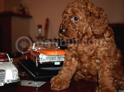Yeni Yıla Özel İndi̇ri̇mli̇ Toypoodle Yavrularımız görsel