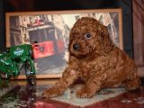 yeni yıla özel İNDİRİMLİ Toypoodle Yavrularımız