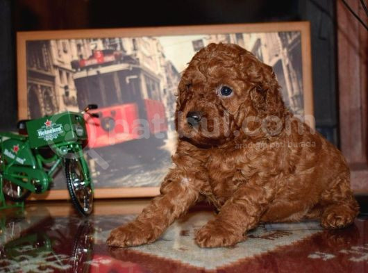 Yeni Yıla Özel İndi̇ri̇mli̇ Toypoodle Yavrularımız
