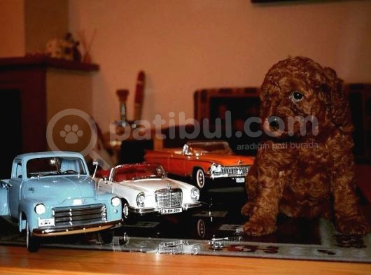Yeni Yıla Özel İndi̇ri̇mli̇ Toypoodle Yavrularımız görsel