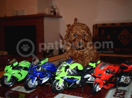 Yeni Yıla Özel İndi̇ri̇mli̇ Toypoodle Yavrularımız görsel