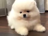 Garantili Pomeranian Boo Karta Taksitle
