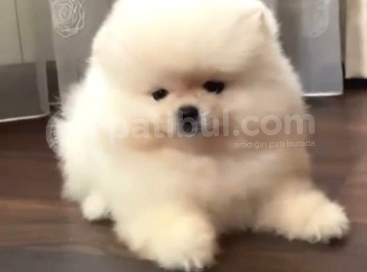 Garantili Pomeranian Boo Karta Taksitle görsel