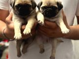 Gül Kuyruk Hamburger Surat Pug Mops Heryere Gönderilir