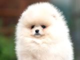 Garantili Pomeranian Boo Karta Taksitle