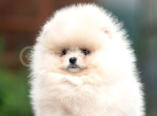 Garantili Pomeranian Boo Karta Taksitle görsel