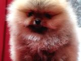 Garantili Pomeranian Boo Karta Taksitle