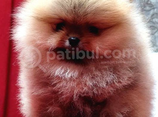 Garantili Pomeranian Boo Karta Taksitle görsel