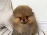 Garantili Pomeranian Boo Karta Taksitle