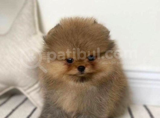 Garantili Pomeranian Boo Karta Taksitle görsel