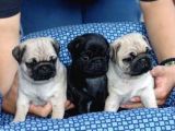gül kuyruk hamburger surat pug mops heryere gönderilir