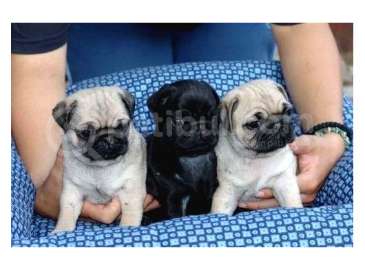 Gül Kuyruk Hamburger Surat Pug Mops Heryere Gönderilir