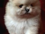 Garantili Pomeranian Boo Karta Taksitle