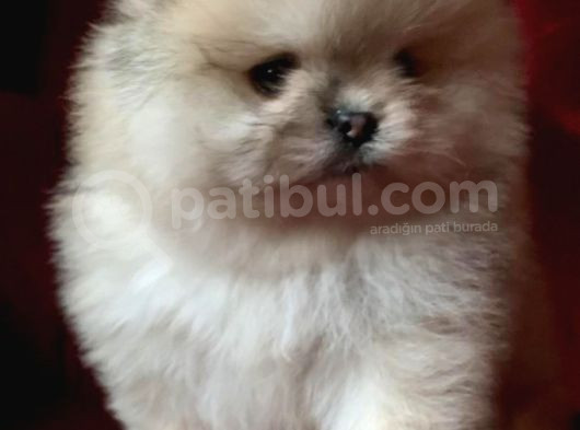 Garantili Pomeranian Boo Karta Taksitle görsel