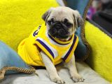 Gül Kuyruk Hamburger Surat Pug Mops Heryere Gönderilir