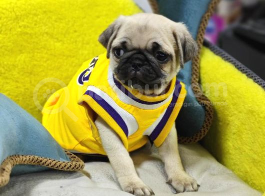 Gül Kuyruk Hamburger Surat Pug Mops Heryere Gönderilir görsel