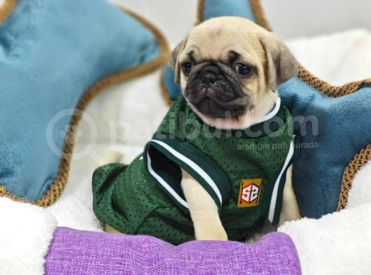 Gül Kuyruk Hamburger Surat Pug Mops Heryere Gönderilir görsel