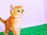 Bal Kedimiz NY12 British Shorthair