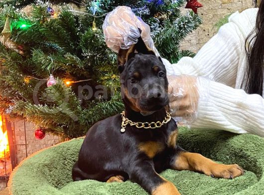 Doberman King Estetikli Ve Estetiksiz Mevcut görsel