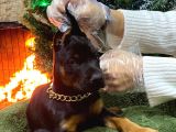 Doberman King estetikli ve estetiksiz mevcut