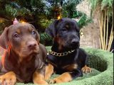 Kızıl ve Klasik Doberman King yavrularımız sizlere