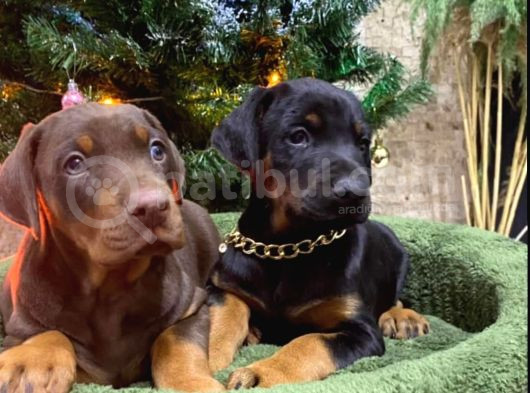 Kızıl Ve Klasik Doberman King Yavrularımız Sizlere