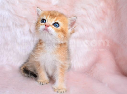 Altın Sarısı Golden Ny11 British Shorthair