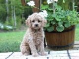 Kahve Tonlu Puppy Kıvırcık Tüylü MALTİPO CİNSİ Yavrular